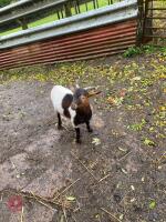 5MO PYGMY BILLY GOAT - 3