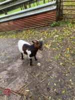 5MO PYGMY BILLY GOAT - 4