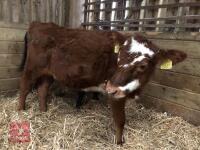 2 X DAIRY BRED HEIFERS - BIDS PER LIFE