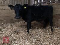 2 X DAIRY BRED HEIFERS - BIDS PER LIFE - 2