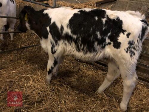 4 X BRITISH BLUE CROSS CALVES - BIDS PER LIFE