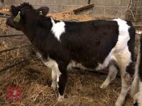 4 X BRITISH BLUE CROSS CALVES - BIDS PER LIFE - 2