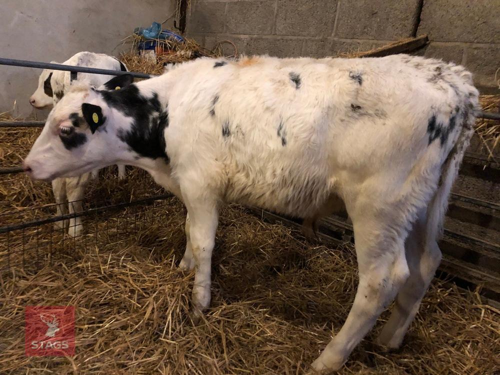 5 X 2.5-3 MO BRITISH BLUE CROSS CALVES - BIDS PER LIFE