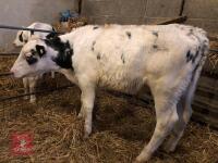 5 X 2.5-3 MO BRITISH BLUE CROSS CALVES - BIDS PER LIFE