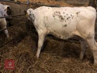 5 X 2.5-3 MO BRITISH BLUE CROSS CALVES - BIDS PER LIFE - 2