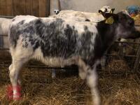5 X 2.5-3 MO BRITISH BLUE CROSS CALVES - BIDS PER LIFE - 3