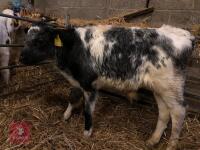 5 X 2.5-3 MO BRITISH BLUE CROSS CALVES - BIDS PER LIFE - 4