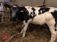 5 X 2.5-3 MO BRITISH BLUE CROSS CALVES - BIDS PER LIFE - 5
