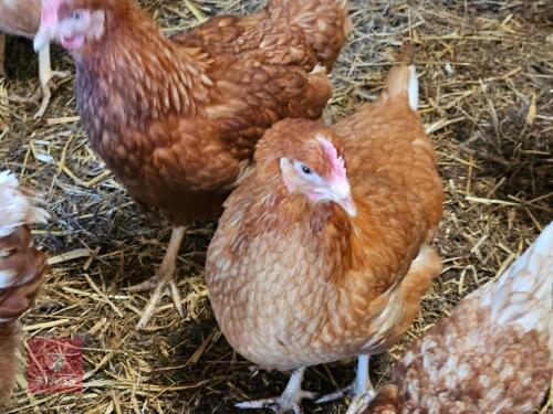 5 X BOVANS BROWN HENS - BIDS PER LIFE