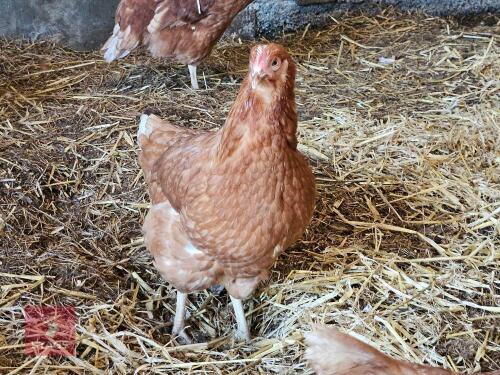 5 X BOVANS BROWN HENS - BIDS PER LIFE