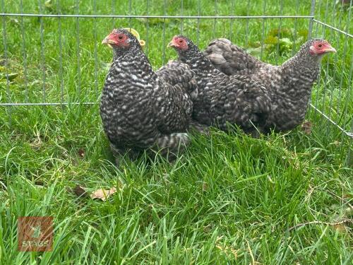 CUCKOO PEKIN PULLET
