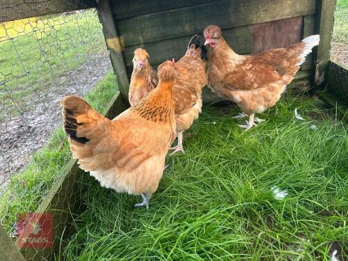 3 X POM POM BUFF SUSSEX - BIDS PER LIFE