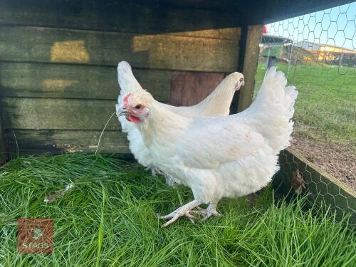 3 X POM POM WHITE SUSSEX - BIDS PER LIFE
