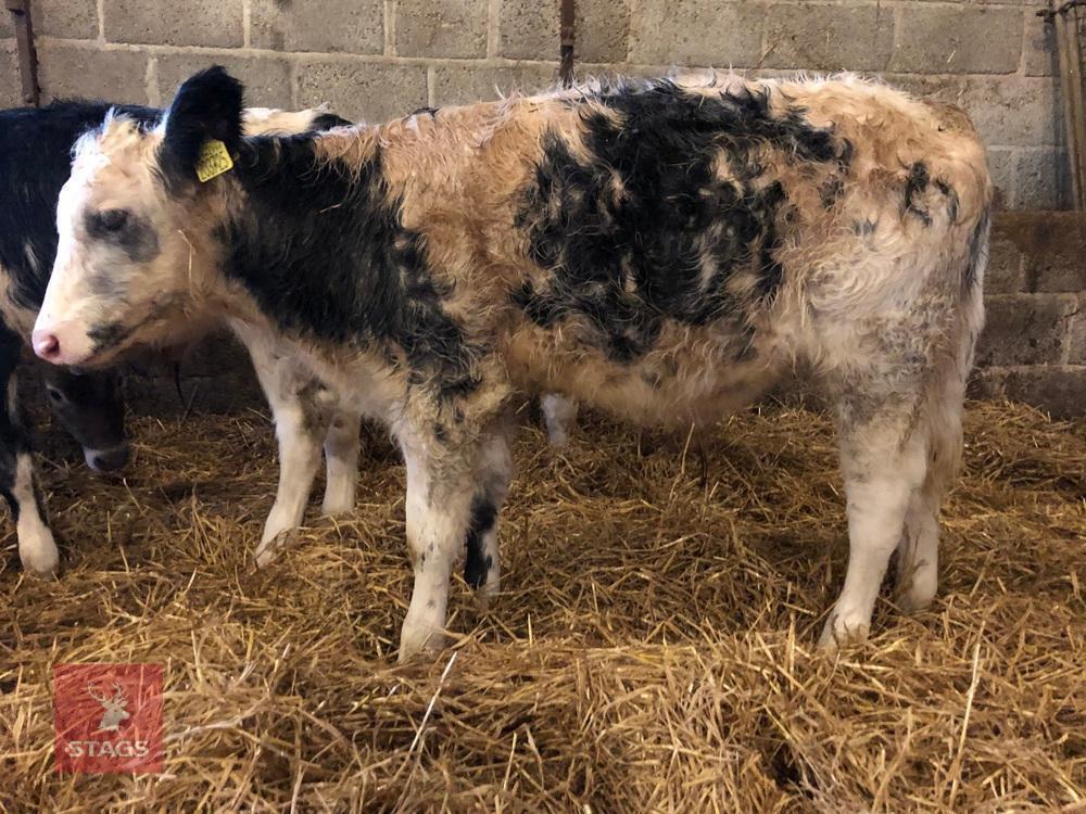 4MO DAIRY BRITISH BLUE STEER CALF