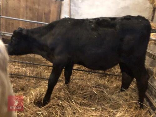 3 X BLUE X AND 1 X LIMOUSINE X CALVES - BIDS PER LIFE