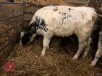 3 X BLUE X AND 1 X LIMOUSINE X CALVES - BIDS PER LIFE - 4