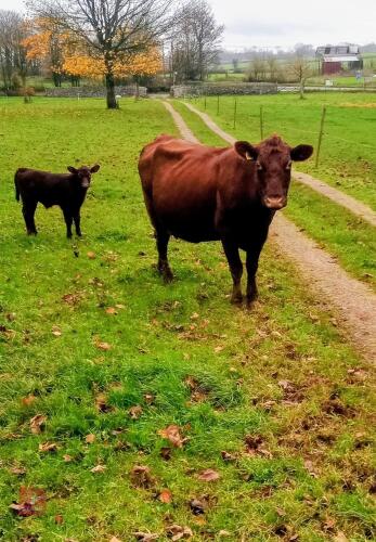 9YO PEDIGREE COW & BULL CALF AT FOOT - BIDS FOR THE GROUP