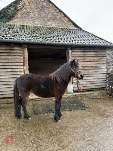 3YO DARTMOOR FILLY