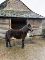 3YO DARTMOOR FILLY