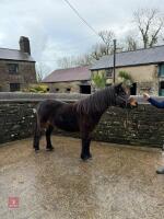3YO DARTMOOR FILLY - 2
