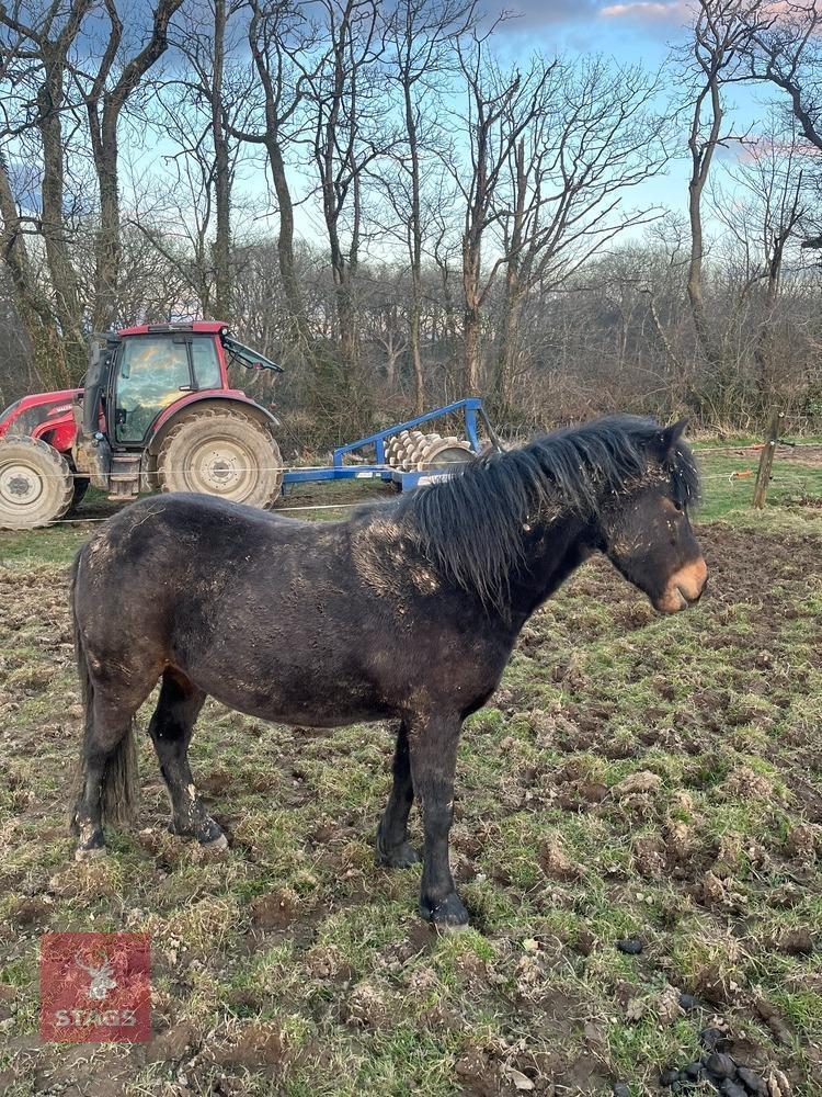 3YO DARTMOOR FILLY