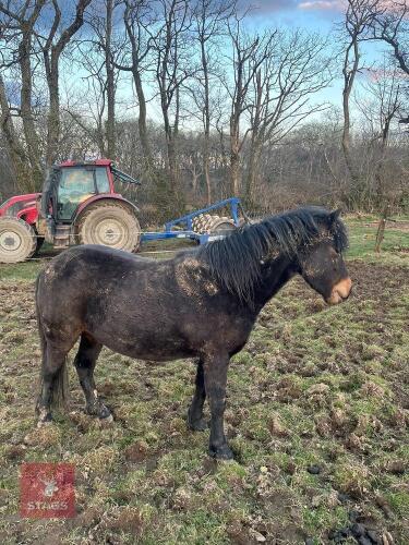 3YO DARTMOOR FILLY