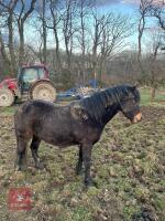 3YO DARTMOOR FILLY