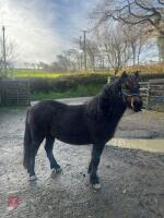 3YO DARTMOOR FILLY - 2