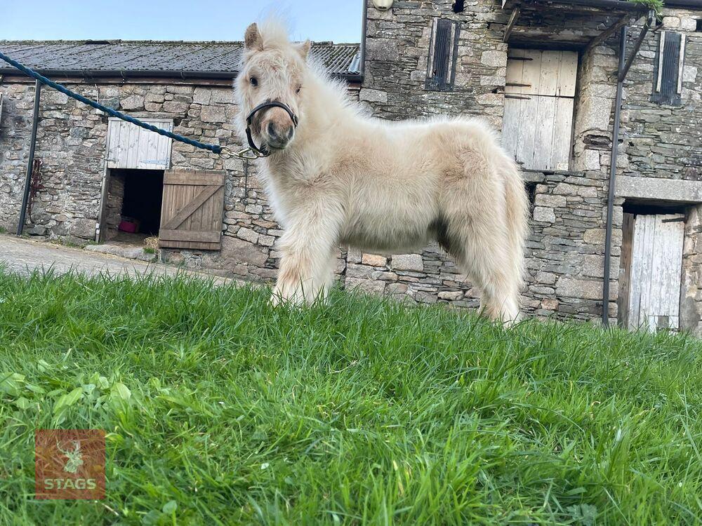 PALOMINO MINIATURE SHETLAND COLT