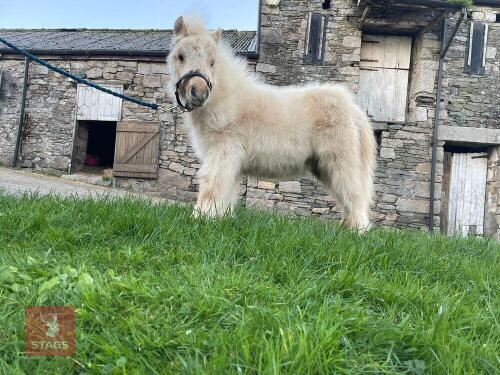 PALOMINO MINIATURE SHETLAND COLT