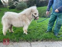 PALOMINO MINIATURE SHETLAND COLT - 2