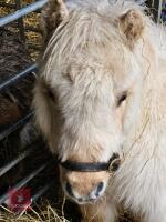 PALOMINO MINIATURE SHETLAND COLT - 3