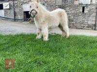 PALOMINO MINIATURE SHETLAND COLT - 4