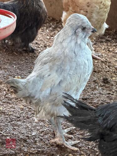 3 LAVENDER ARAUCANAS HENS - BIDS PER LIFE