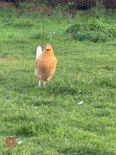 3 FRIESIAN FOWL PULLETS - BIDS PER LIFE
