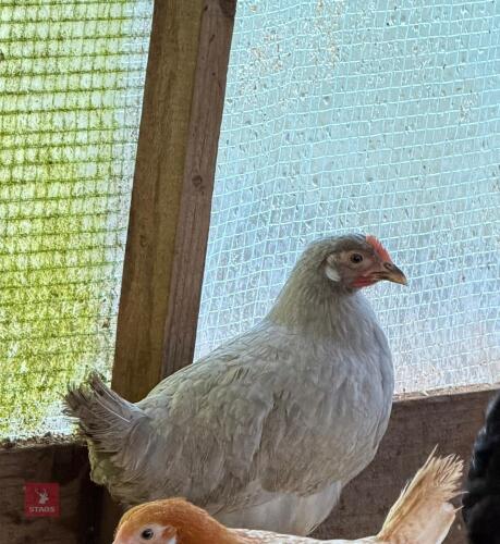 2 LAVENDER LEGHORN PULLETS - BIDS PER LIFE