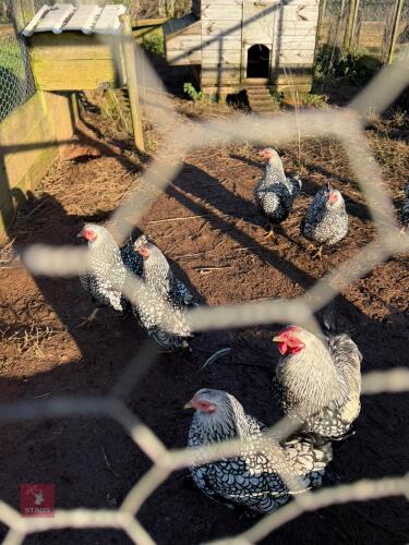 PAIR OF SILVER LACED WYANDOTTE BANTAMS - BIDS PER LIFE