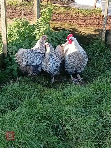 TRIO OF SILVER LACED ORPINGTONS - BIDS PER LIFE