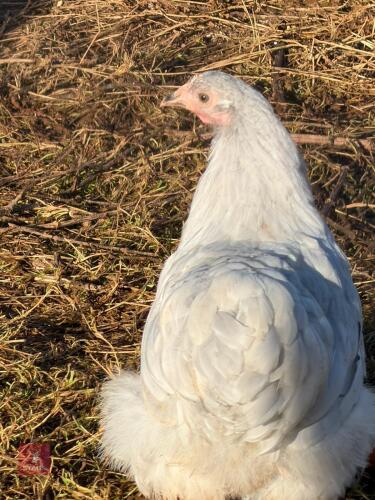 3 LAVENDER PEKIN POL HENS - BIDS PER LIFE