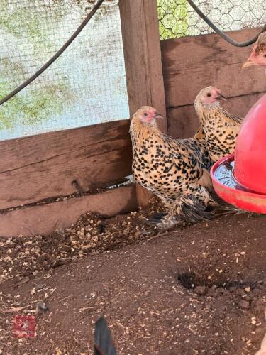 2 LEMON SABLEPOOT POL HENS - BIDS PER LIFE