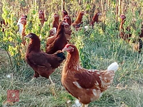 6 LOHMANN BROWN HYBRID POL HENS - BIDS PER LIFE
