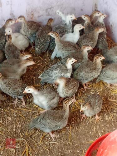 6 UNSEXED GUINEA FOWL KEETS - BIDS PER LIFE
