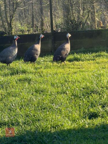 TRIO OF ROYAL PURPLE GUINEA FOWL - BIDS PER LIFE