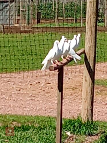 PAIR OF WHITE DOVES - BIDS FOR THE GROUP