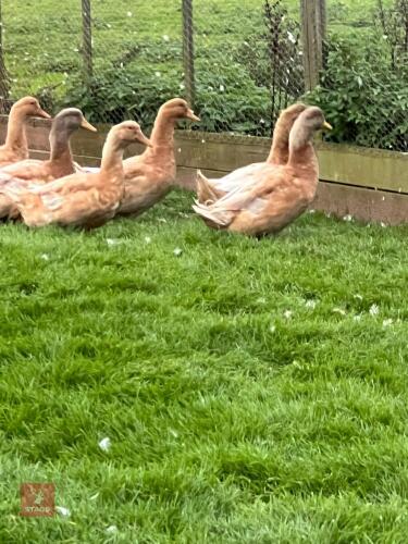 2 BUFF ORPINGTON POL DUCKS - BIDS PER LIFE
