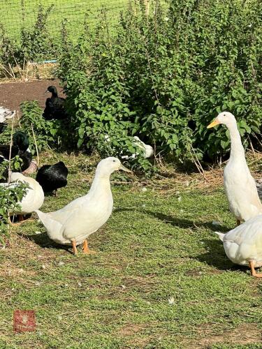 3 WHITE SWEDISH POL DUCKS - BIDS PER LIFE
