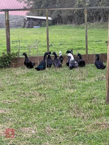 3 CAYUGA POL DUCKS - BIDS PER LIFE