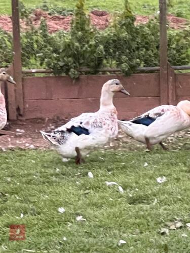2 ABACOT RANGER POL DUCKS - BIDS PER LIFE