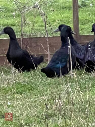 3 BLACK EAST INDIAN POL DUCKS - BIDS PER LIFE