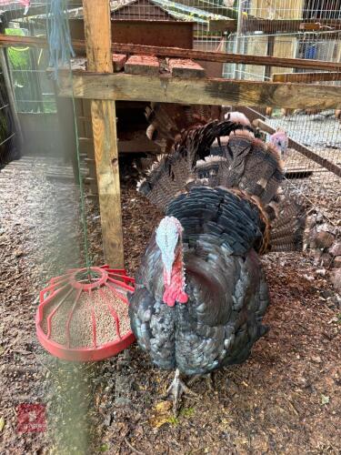 2 X 6MO STAG TURKEYS - BIDS PER LIFE